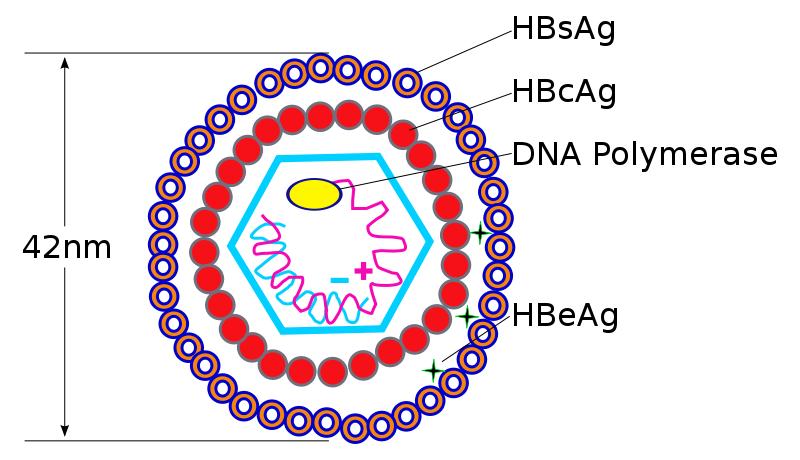 magnify Structure of Hepatitis B Virus